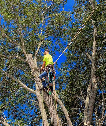 chipper tree services tree trimming